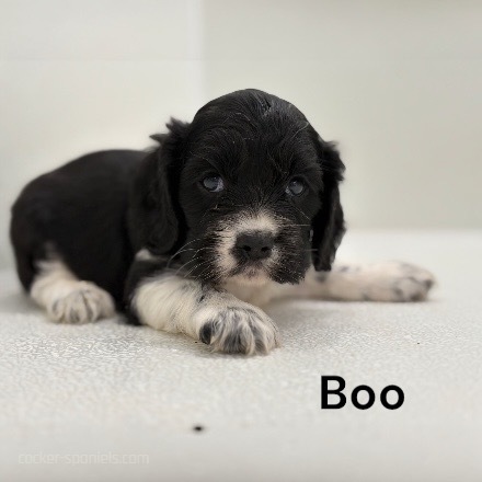 puppy, for, sale, Cocker Spaniel, Joe & Cherri  Overlease, dog, breeder, Miller, MO, dog-breeder, puppy-for-sale, forsale, nearby, find, puppyfind, locator, puppylocator, aca